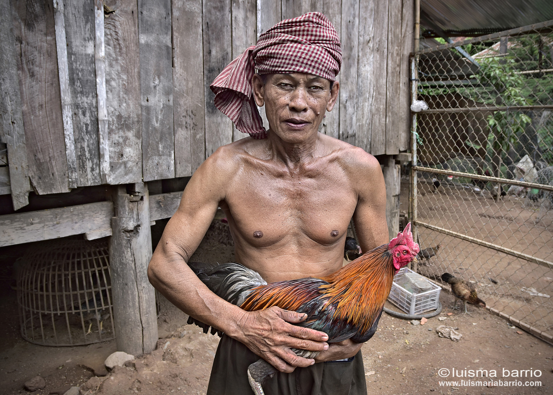 rooster breeder